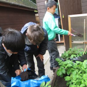 school boys gardening